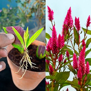 33K views · 269 reactions | Growing cockscomb flower plant at home is very easy || How to grow cockscomb flower plant at home | Rana Craft | Facebook