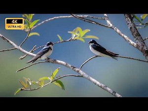 Birds Singing - Nature Sounds of Birds, The Most Relaxing Bird Song Ever