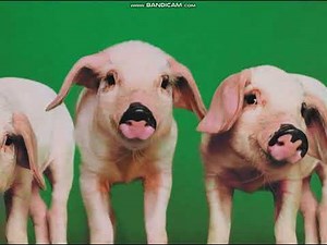 Baby Einstein: Old MacDonald Had a Farm Sing-Along