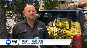 1.2K views · 11 reactions | A Gold Coast snake catcher has made a disturbing discovery while relocating a python from a swimming pool. More than five hundred ticks had latched onto the reptile and were slowly killing her. | 10 News Queensland | Facebook