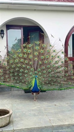 Peacock close-up video | peafowl visuals