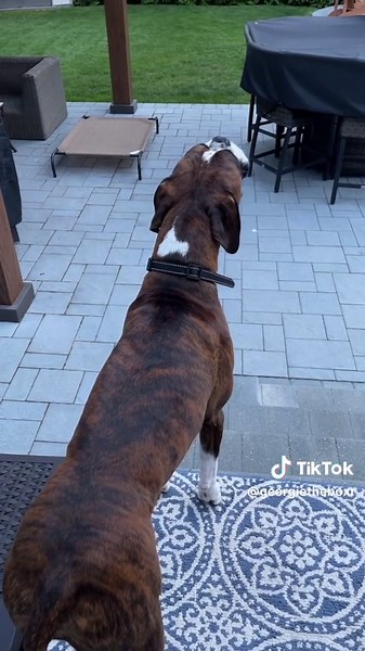 Georgie the Boxer Howling Compilation | Singing Dog Videos