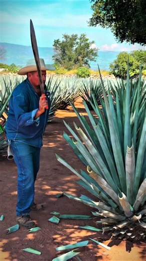 Saal Tak Ugta Hai Ye Plant, Phir Kya Hota Hai? #shorts