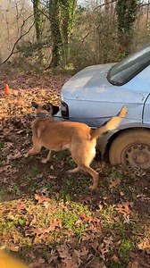16K views · 256 reactions | This batch of K9s are moving off boxes and onto vehicle searches this week! These K9s will be ready for our January 26th handler school! #detection #vehiclesearch #k9 #narcotics #workingdog | Tactical Police K9 Training | Facebook