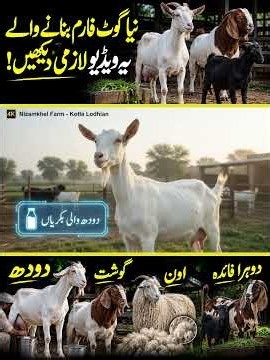 Goat Breeds for FarmingGoat Breeds for Farming | Best Dairy, Meat, Fiber & Dual-Purpose Goats