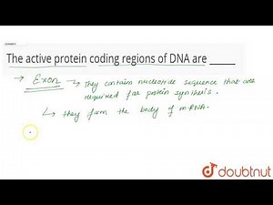 The active protein coding regions of DNA are ______