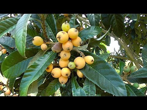 The Loquat Tree and Fruit