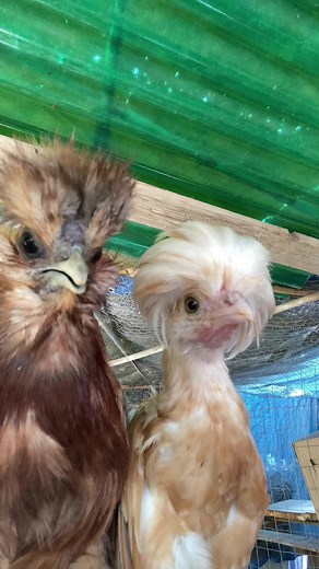 Cute Chickens Interacting in Cozy Cage Setting