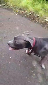 🐾 RECHERCHE FAMILLE D’ACCUEIL🐾 🐾 Blue – 5 mois – Mâle Amstaff 🐾 Blue, c’est un tout jeune chien de 5 mois, encore un bébé, qui a déjà connu la saisie et le refuge. Il a besoin d’une famille d’accueil pour sortir de cette situation difficile et commencer une vraie vie de chiot. C’est un petit chien plein de potentiel, qui ne demande qu’à apprendre, s’attacher, et grandir entourée d’amour et de bienveillance. ✔️ Ok chiens : il s’entend avec ses congénères, mais un test sera toujours préférable