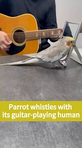 When a parrot's owner can play the guitar, it comes as no surprise that this clever bird can sing and dance along. Watch as this duo performs a breezy little tune together. #China #chinalife | Embassy of The People's Republic of China in the United States