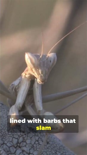 This Insect Eats Its Prey Alive #animalinstinctstv