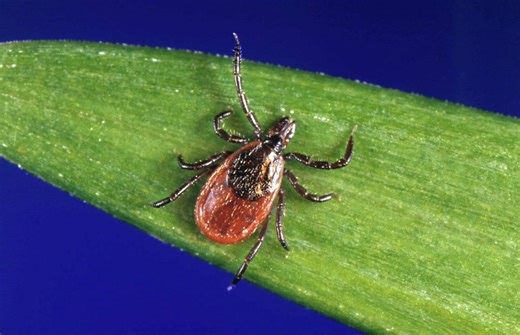 Lyme disease rates in CT deer ticks top 40% early in season, scientist warns