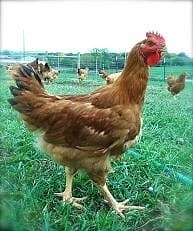 Neuharth Family Farm | Local Hens