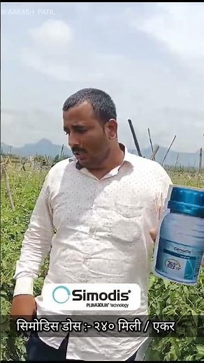 Simodis insecticide #farming #syngenta #sygenta #simodis #insecticides #tomato #agriculture #nashik