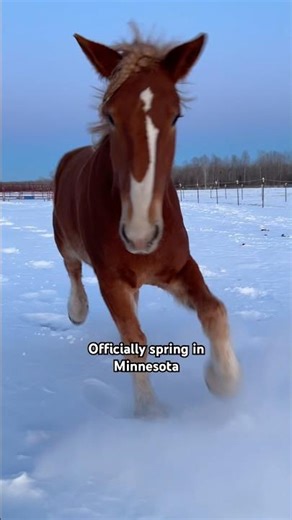 Finally spring in Minnesota #horse #shortsfeed