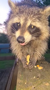 Let's Go Chipmunk Fishing #Raccoon | Second thought