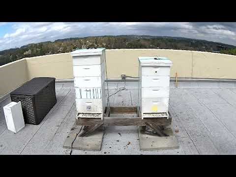 ProAssurance Rooftop Bees Livestream