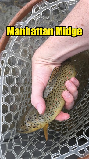 Adam Lafferty | Fly Tyer & Angler on Instagram: "The Manhattan Midge has to be one of the best midge flies out there. It’s proven it can catch some of the pickiest fish around so it can definitely catch the fish in your area too. Fly Tying Materials: Hook: @umpquafeathermerchants U201 size 18 Bead: Killer Caddis Glass Bead Crystal Pearl (TR) Small Thread/Body: 8/0 Red Rib: UTC Ultra Wire Copper Small Wing: Dorsey’s Top Secret Midge Wing Material Thorax: Peacock Hurl Natural Tools I Trust: @rambl