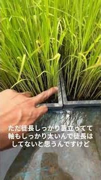 【自然農法】ついに明日田植えへ！プール育苗と乾田育苗の成長比較考察｜6/17