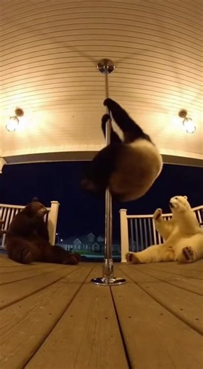 #funny #funnybear #bear #viraltiktok #funnyanimals | bear