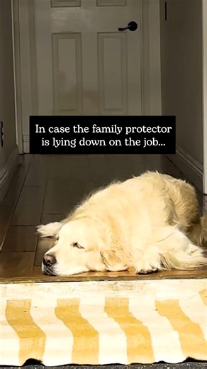 When our pets fall asleep on the job 💤, the door between your house and garage becomes the real hero. These doors are meant to close on their own for your safety. Avoid propping them open so they can do their job and help protect your home. | Orange County Fire Authority