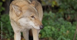 Wolf (Canis lupus), also known as the gray wolf is the largest extant member of the family Canidae. Wolves are the largest wild member of the dog family.