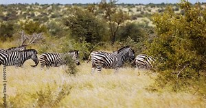 Plains Zebra, Burchell's, moving through African savannah, wet season migration