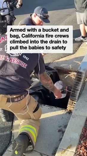 Firefighters pull trapped ducklings to safety in tricky rescue