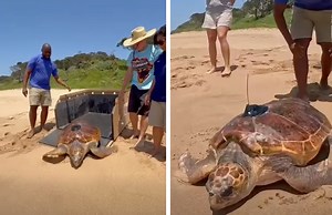 Watch: DJ the Loggerhead Turtle Swims Free After 14 Years!