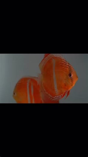 189 reactions · 3 comments | Our Wild Discus World ! We are preparing a unique event and will soon have the dates for everyone in Europe to come and spend a weekend in Portugal and choose your Wild Discus, including pairs and F1, at much lower prices than usual! We will have an excellent hotel for you to stay at for a low price to enjoy a weekend in Portugal. | Santarem Discus Plus | Facebook