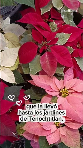 What does the poinsettia symbolize? We'll tell you here. #melodijolola #poinsettia