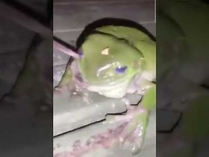 Frog eats mouse.
