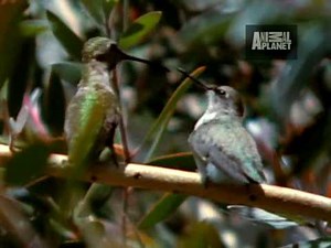 Ultimate Animal Moms - Feeding
