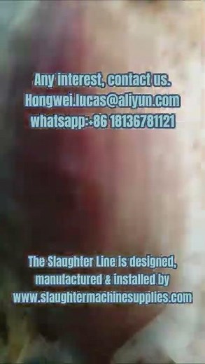 How to do skinning or peeling process in cattle abattoir slaughter line on-site visit slaughterhouse