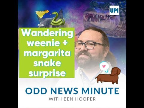 Look: Zoo using realistic puppet to feed newly-hatched king vulture chick - UPI.com