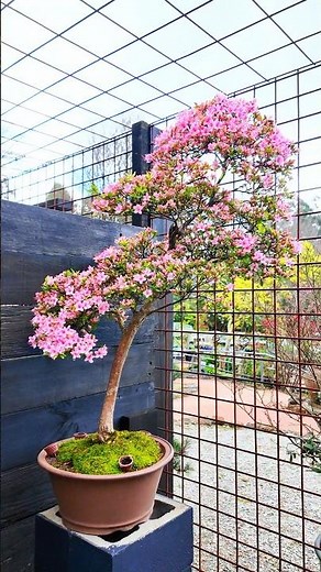 Large Azalea bonsai in full bloom! 🌸🌸🌸 #shorts #bonsai #foryou