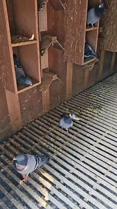 Feathers in my pigeon's mouth #reelstrending #racingpiegon #pigeon | Joty's Aviary