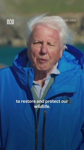 A life dedicated to storytelling, science, and the natural world. Happy 100th, Sir David Attenborough 🌏 Wild Isles — Stream now on ABC iview. #DavidAttenborough #Nature #Legacy #Conservation