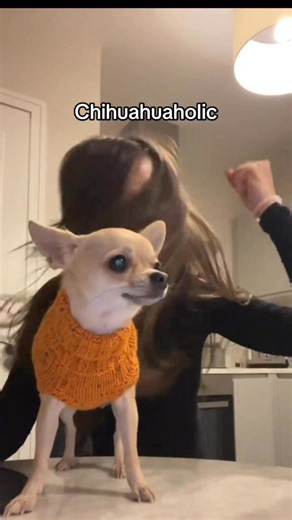 Strong addiction… #chihuahua | Chihuahua Fans Club