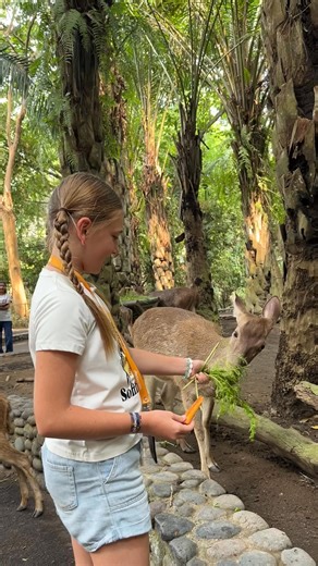 Make it a day your whole family will remember. Every visit to Bali Zoo is more than just a day out. It’s a story to share and a memory to treasure because family fun big savings = memories made!🌿💛 #BaliZoo #ExploreBaliZoo #Bali #Zoo #Wildlife #BaliHoliday #ThingsToDoInBali #Family | BALI ZOO