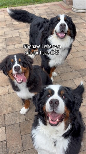The more the merrier! 🥰 #bernerlovers #bernesemountaindog #berner #doggybestfriend #dogmom