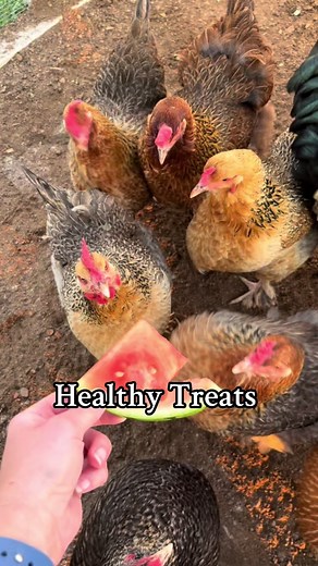 Chickens thrive on a varied diet made up of bugs, seeds, grains, fruits, vegetables and other vegetation adding high quality nutrient dense treats like this is a great way to enrich their lives and boost their health. #chickentok #treatsforchickens #chickens