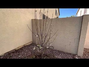 One year update- Gold kist, Katy Apricot and Burgundy plum trees