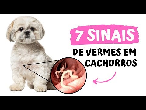7 Signs of Worms in Dogs