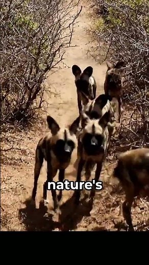 African Wild Dog Speeds Past Most Predators at 44 MPH!