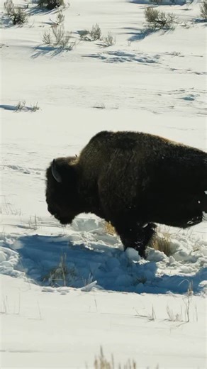 America’s Animal. I’ve always loved the idea of calling my home a place where the buffalo roam and the deer and the antelope play. When you really think about what wild America is, what it represents, there’s no better symbol than the bison… or the buffalo. One of the toughest animals on this continent. They endure –40° winters and 100° summers, travel long distances, and bulls can weigh up to 2,000 pounds or more. Despite that size, they can run up to 35 mph, nearly as fast as a racehorse. Once