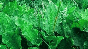 Traditional Medicinal Uses 101: Broadleaf Plantain | The Weeds and Seeds Guy