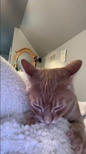 Is this normal for a five to six month old kitten