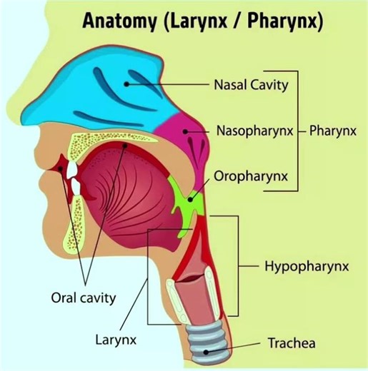 Larynx & Pharynx Anatomy Simplified | Radiology Must-Know | radiology anatomy #shorts