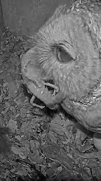 Crayfish Delivery For Female Barred Owl At The Nest Box